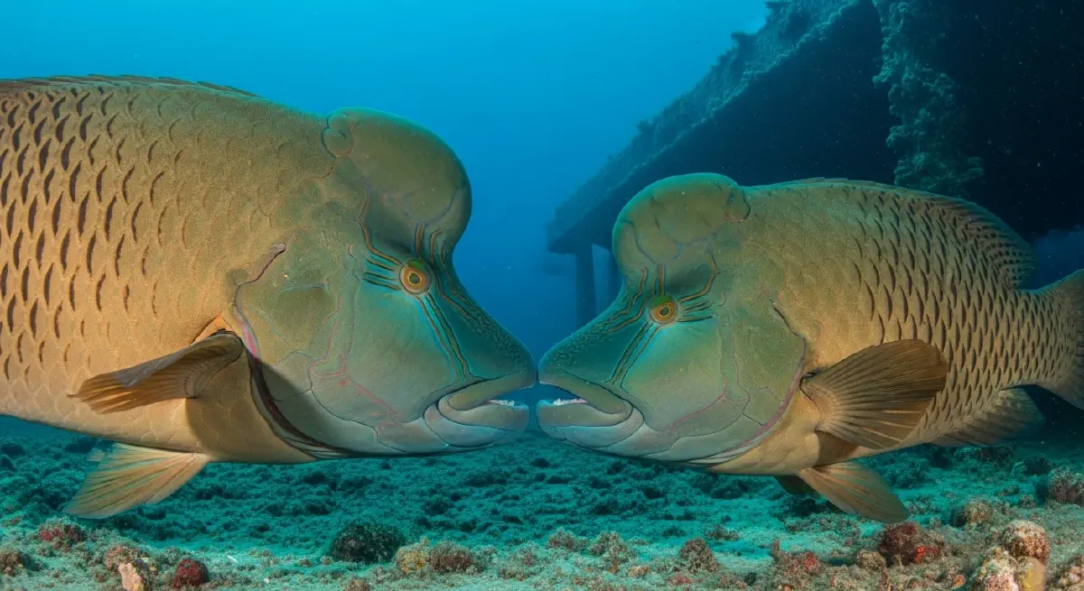 Blue Paradox - Part 5: Chemical Warfare, Deep-Sea Immortality, and the Price of Specialization