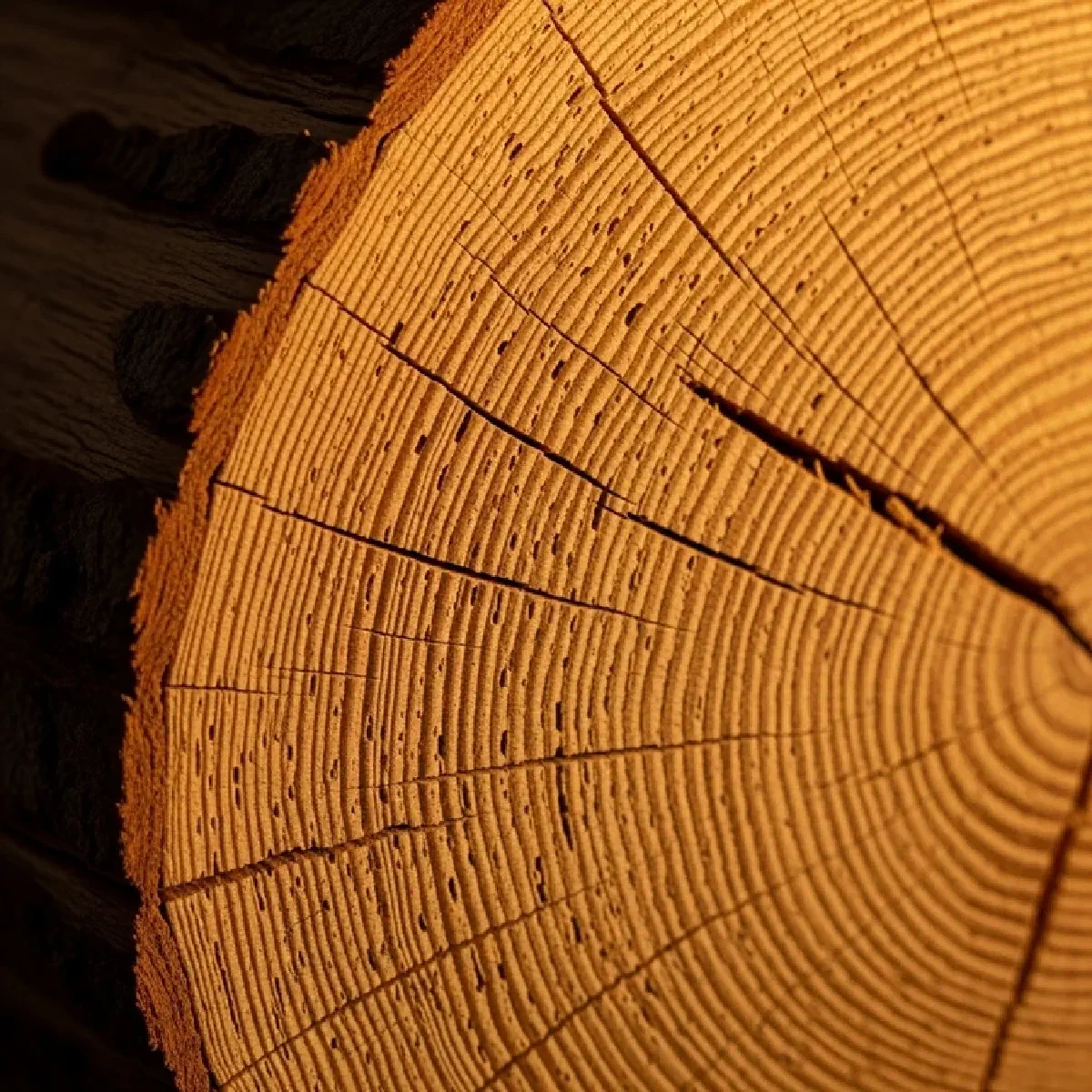 The Kinetic Lattice: Bridging Biological Architecture and Modern Engineering