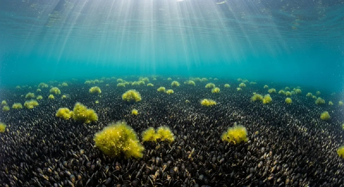Sweetwater Seas Under Siege - Part 3: Toxic Tide: How Microscopic Mussels and Farm Fertilizer Killed Lake Erie's Recovery