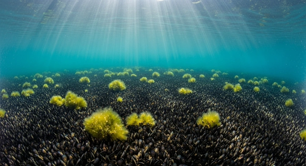 Zebra and quagga mussels
